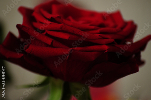 red rose close up