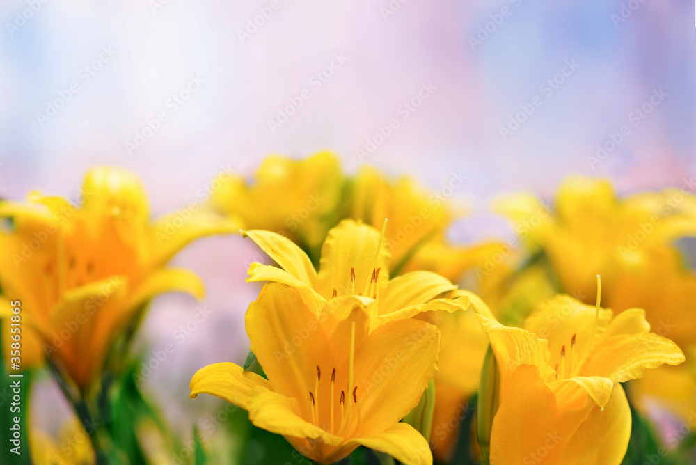 Fototapeta premium Bright yellow lilies close-up on a light background