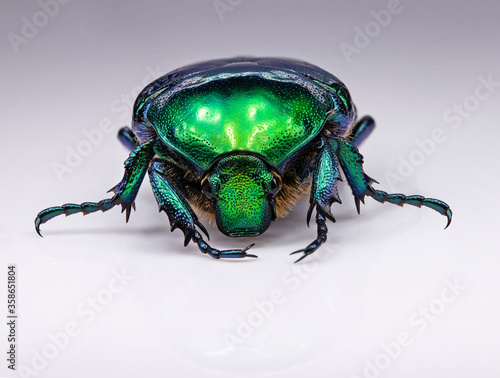 green bronze beetle on a white background
