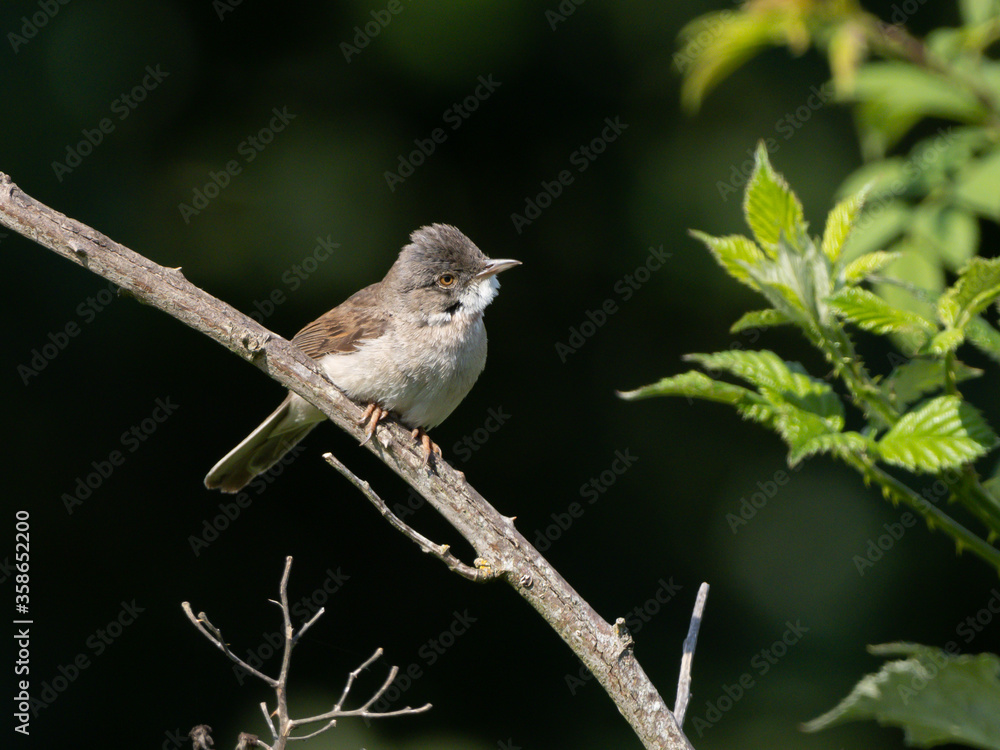 Naklejka premium Dorngrasmücke im Brombeerstrauch