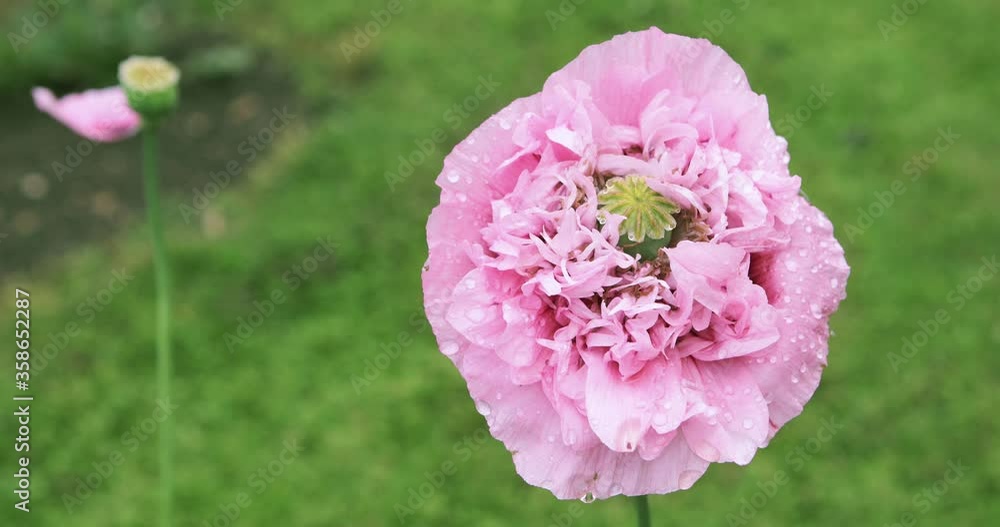 Huge pink flower head macro with water droplets. Pink poppy flower of 'Pink peony' bread seed in the garden after rain. Beautiful flower head in full bloom, close-up. Huge pink flower head macro with water droplets. Pink poppy flower of 'Pink peony' bread seed in the garden after rain. Beautiful flower head in full bloom, close-up.
