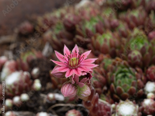 Sempervivum in Blüte © Manfred Stöber