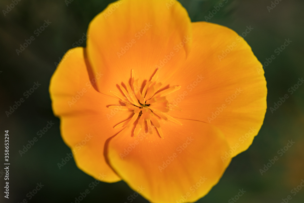 Eine schöne orange Blume auf einem grünen Hintergrund, die mit einer Makroobjektiv fotografiert wurden. Eine schöne orange Blume auf einem grünen Hintergrund, die mit einer Makroobjektiv fotografiert wurden.