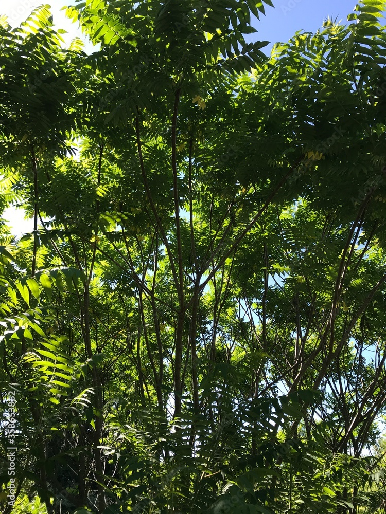 green leaves and branches with shadows green leaves and branches with shadows