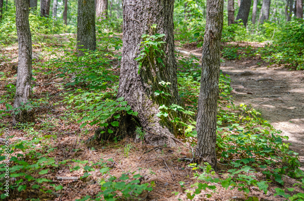 tree near chinnabee silent trail in the talladega national forest, alabama, usa tree near chinnabee silent trail in the talladega national forest, alabama, usa
