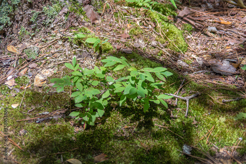 plants growing on the floor of talladega national forest, cheaha mountain, alabama, usa