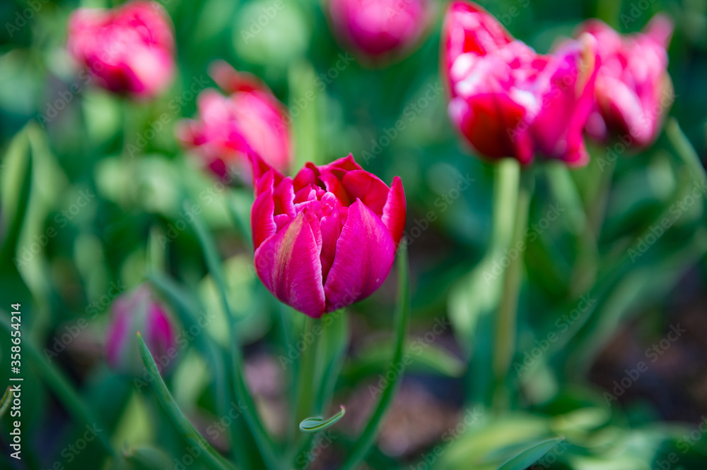 It's Spring flowers in the Keukenhof park in Netherlands It's Spring flowers in the Keukenhof park in Netherlands