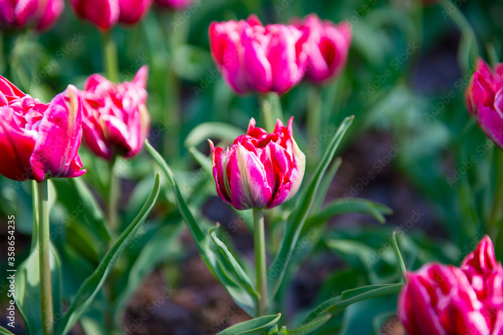 It's Spring flowers in the Keukenhof park in Netherlands It's Spring flowers in the Keukenhof park in Netherlands