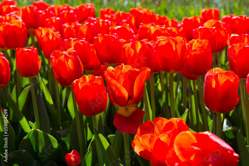 It s Beautiful Red tulips in the Keukenhof park in Netherlands