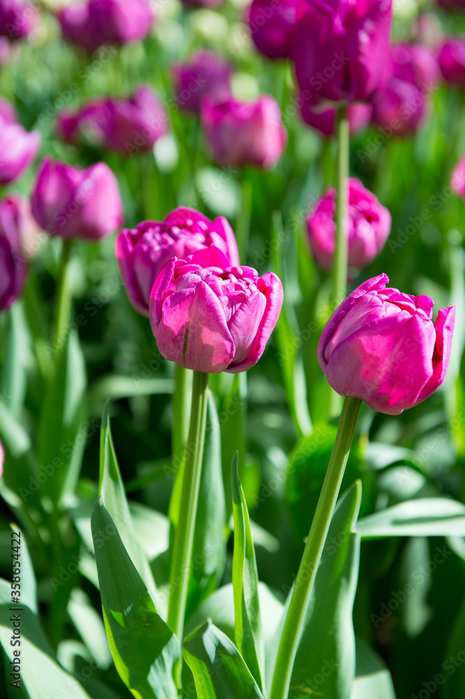 It's Beautiful tulips in the Keukenhof park in Netherlands It's Beautiful tulips in the Keukenhof park in Netherlands