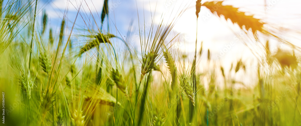 wheat close-up, wide format. natural background wheat close-up, wide format. natural background