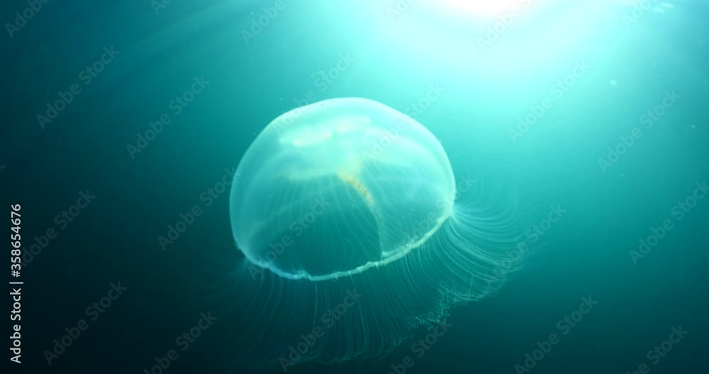 moon jellyfish scenery underwater moving slow and close sun beams and sun rays ocean scenery moon jellyfish scenery underwater moving slow and close sun beams and sun rays ocean scenery