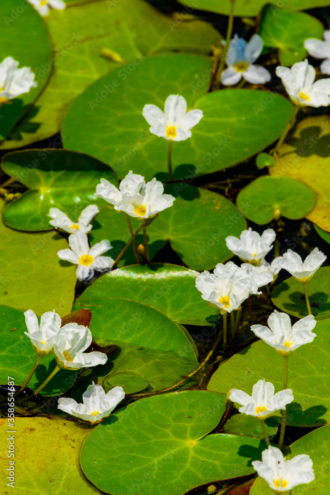 Sinharaja Forest Reserve, a national park in Sri Lanka. UNESCO World Heritage Sinharaja Forest Reserve, a national park in Sri Lanka. UNESCO World Heritage