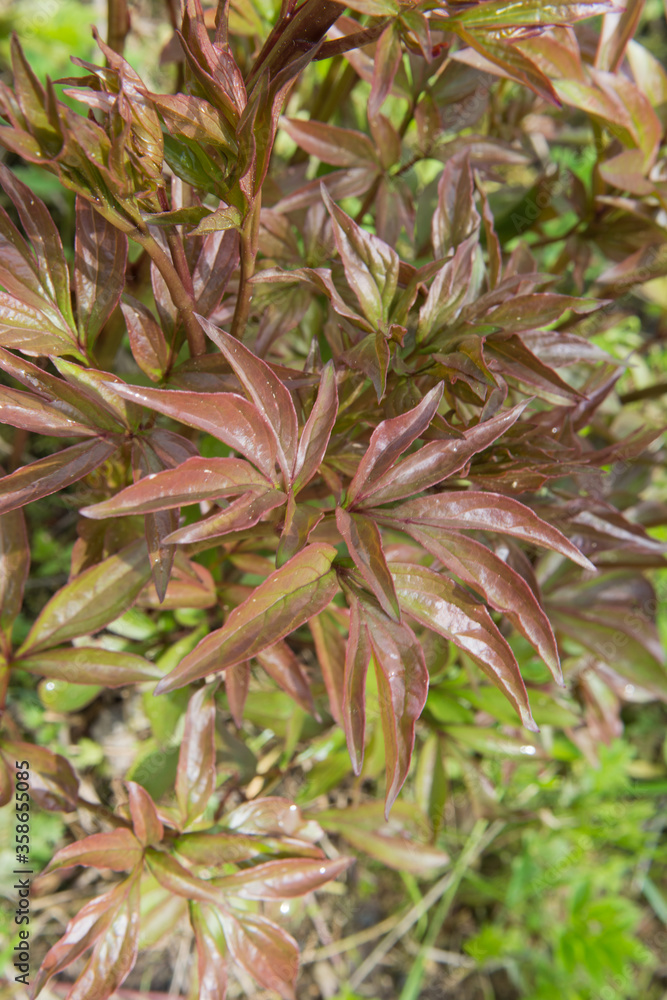 Shoots of the peony flower in the spring. Shoots of the peony flower in the spring.