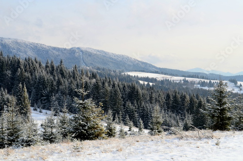 Wallpaper Mural Coniferous trees in the forest on a snowy mountain peak covered with hoarfrost. Beautiful winter landscape. Ukrainian Carpathian Mountains in winter. Winter mountains images Torontodigital.ca