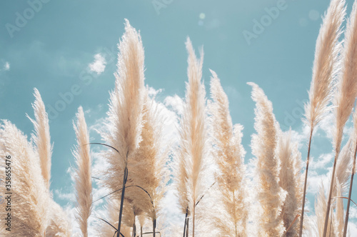 Pampa grass with light blue sky and clouds photo