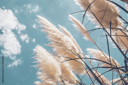 Pampa grass with light blue sky and clouds
