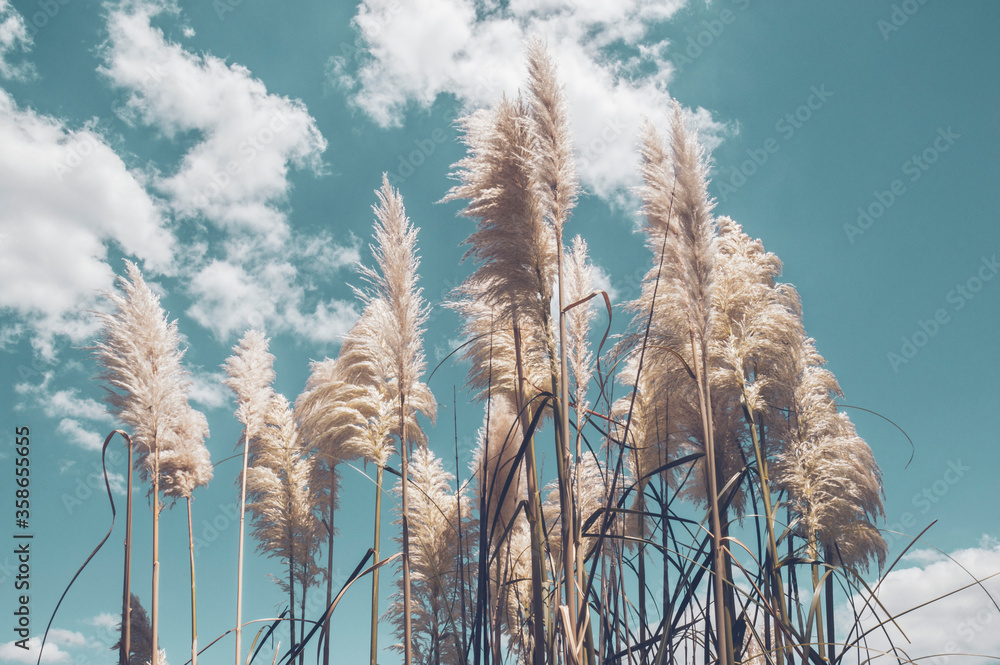 Pampa grass with light blue sky and clouds