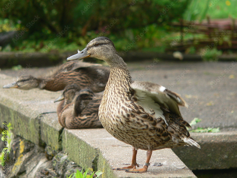 Mallard duck (Anas platyrhynchos) in Belarus Mallard duck (Anas platyrhynchos) in Belarus
