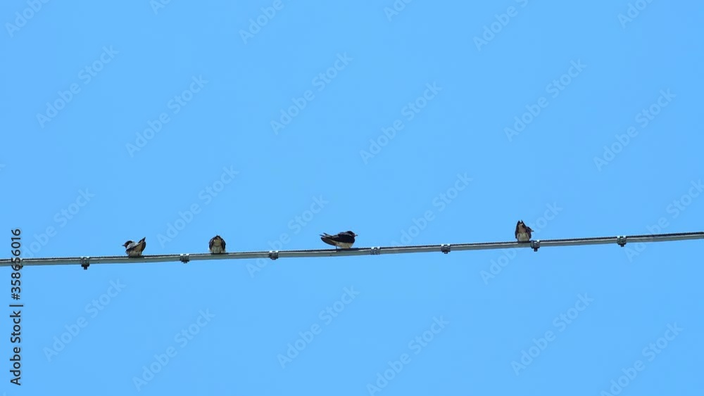 Summer swallows flock resting on electric power line cable over bright blue sky Summer swallows flock resting on electric power line cable over bright blue sky