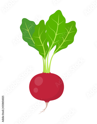 radish isolated on white background, vector illustration
