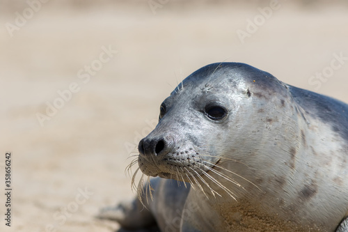 Grey seal portrait image. Wild gray seal face close-up