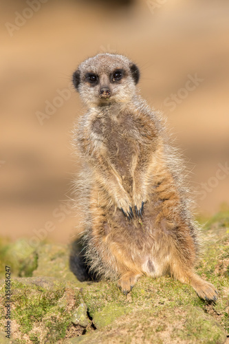 Cute meerkat portrait image. One leg shorter than the other.