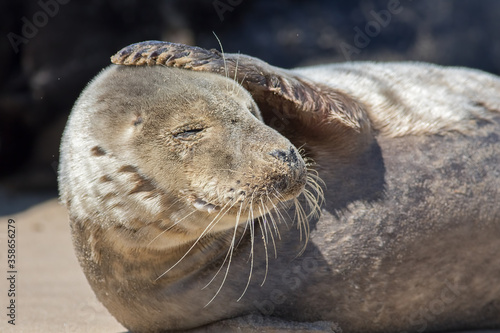 Fotografía Headache. Funny animal meme image. Seal with a sore head.