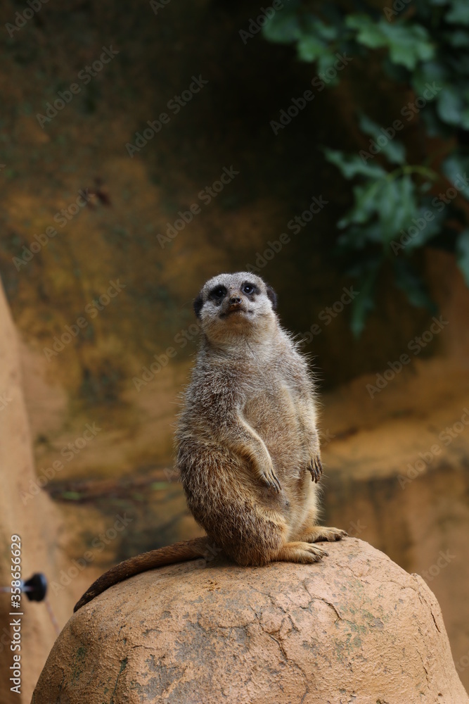 Fototapeta premium on guard duty