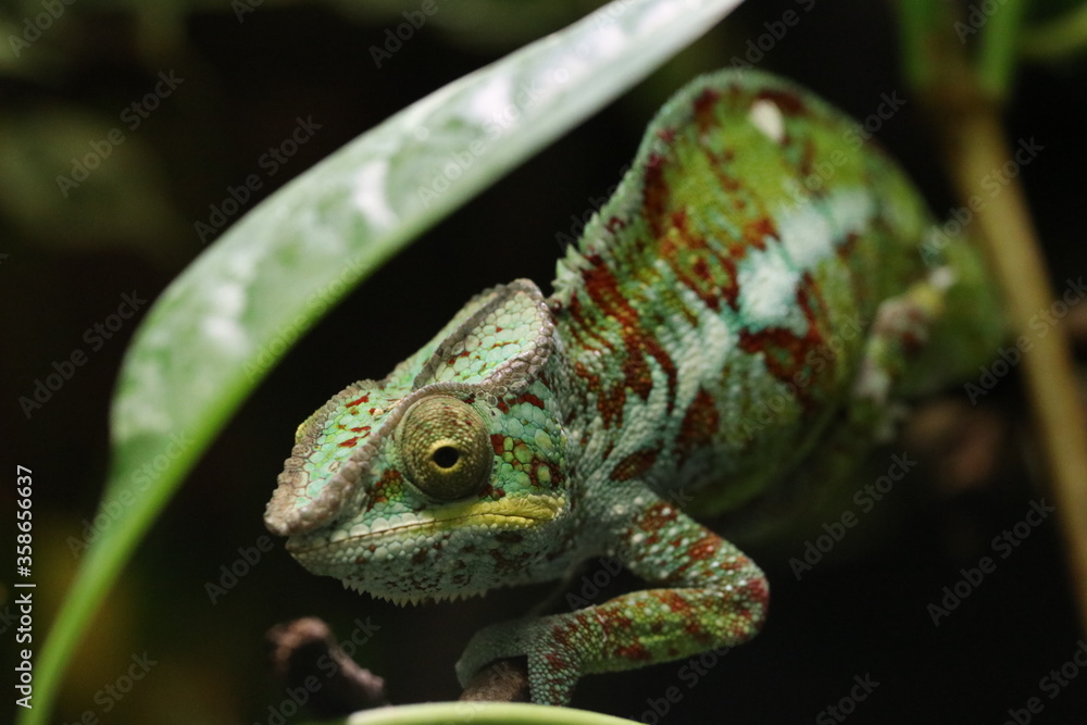 chameleon on a branch chameleon on a branch
