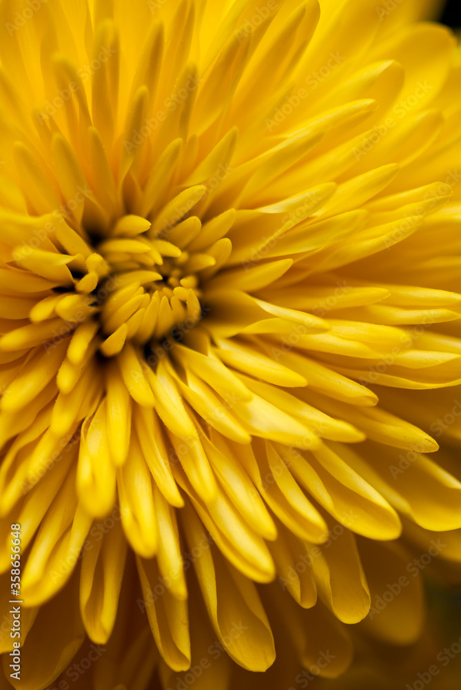 Flower Flower