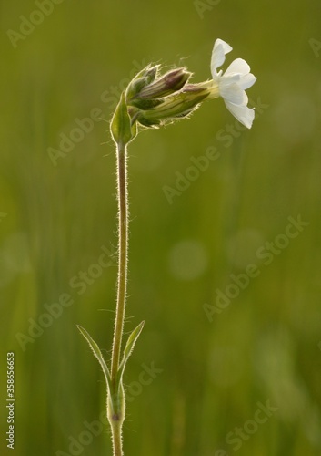 a white field flower on a long slender stem