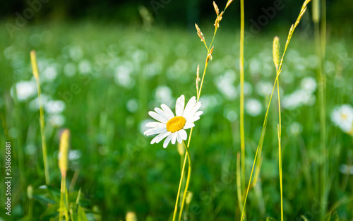 Beautiful fresh daisy, 