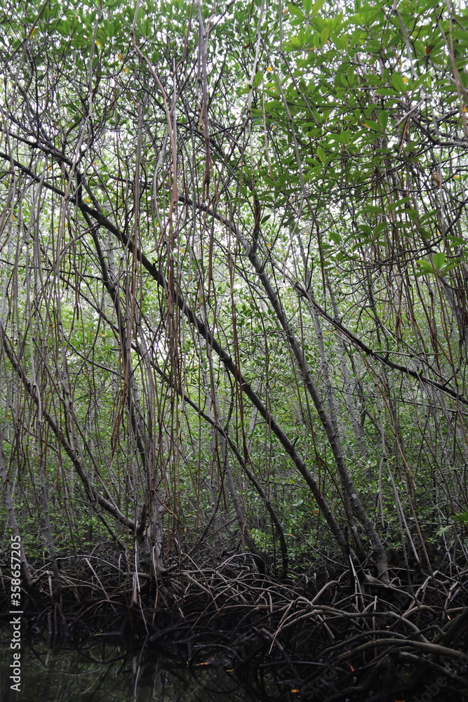Fototapeta premium Mangrove à Lembongan, Indonésie
