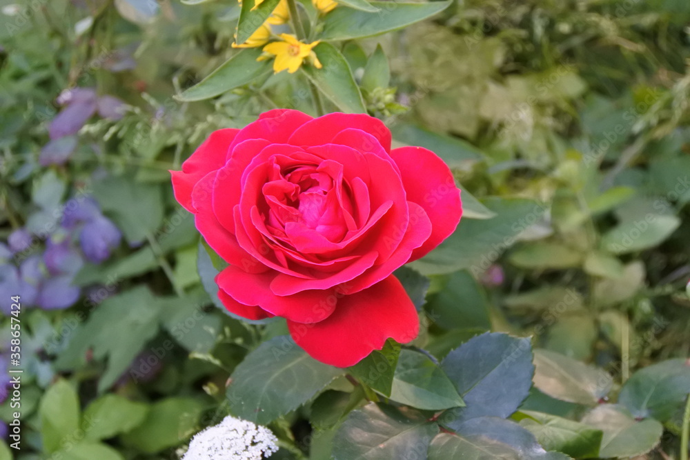 Rose - So rot wie Blut Rose - So rot wie Blut
