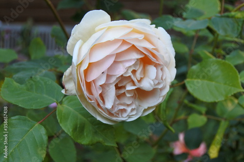 Rose - Sei nicht si kompliziert