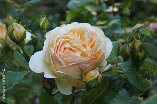 Rose - Madam Schönheit