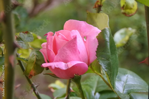 Rose - Treue zahlt sich aus