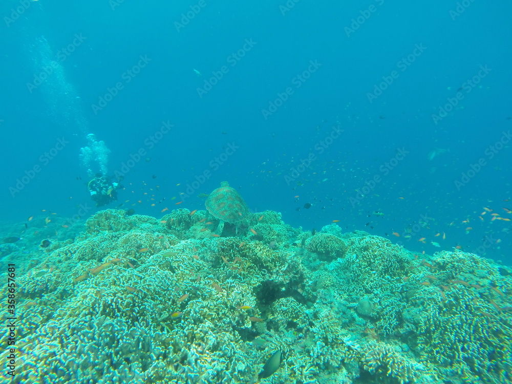 Tortue, plongée sous marine aux îles Gili, Indonésie	