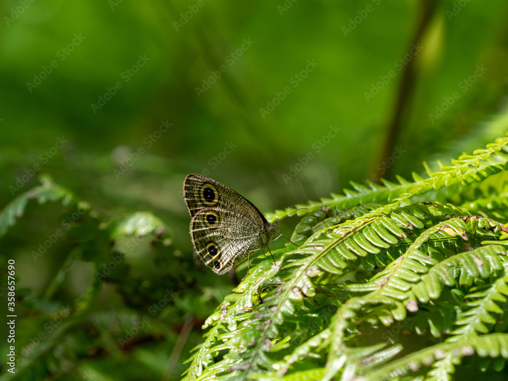 Fototapeta premium ウラナミジャノメ