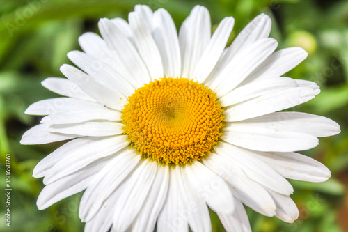 Close up of a white pyrethrum