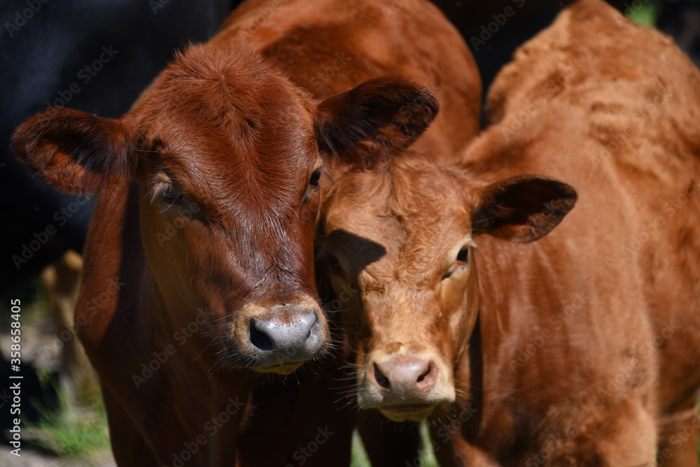 Buddies on the Farm Buddies on the Farm
