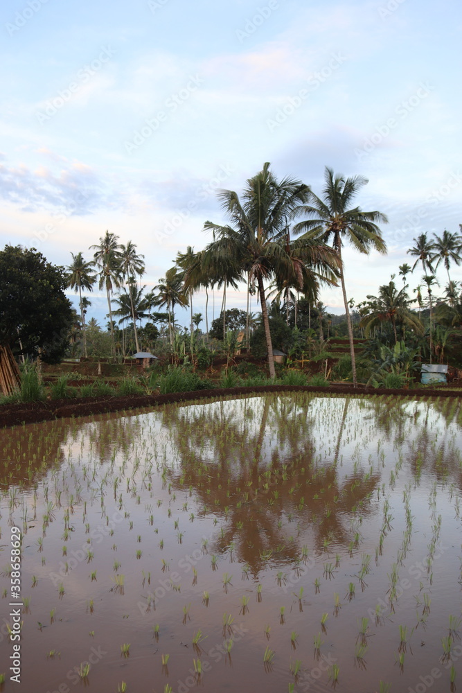 Rizières à Lombok, Indonésie Rizières à Lombok, Indonésie