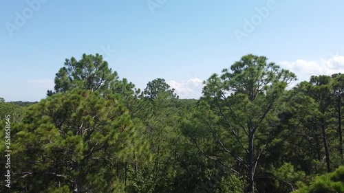 Through the forest trees