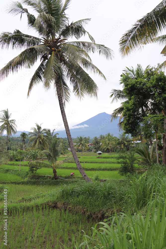 Palmier d'une rizière à Lombok, Indonésie	