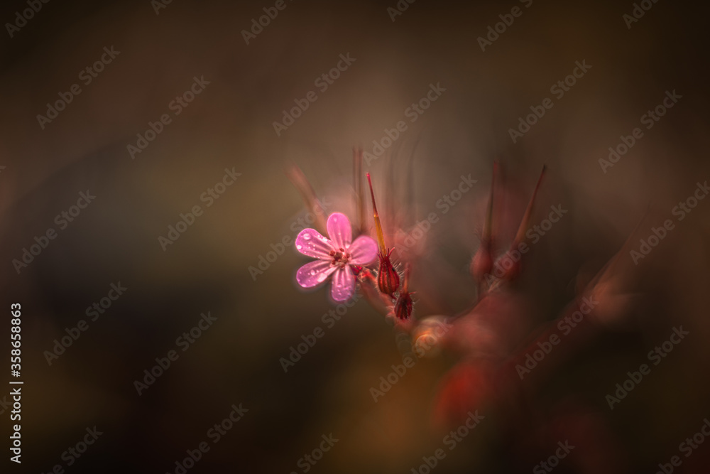 Fototapeta premium Little pink flower geranium robertianum soft focus