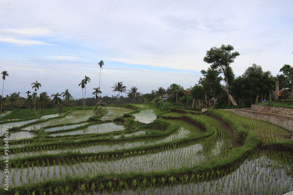 Rizières à Lombok, Indonésie