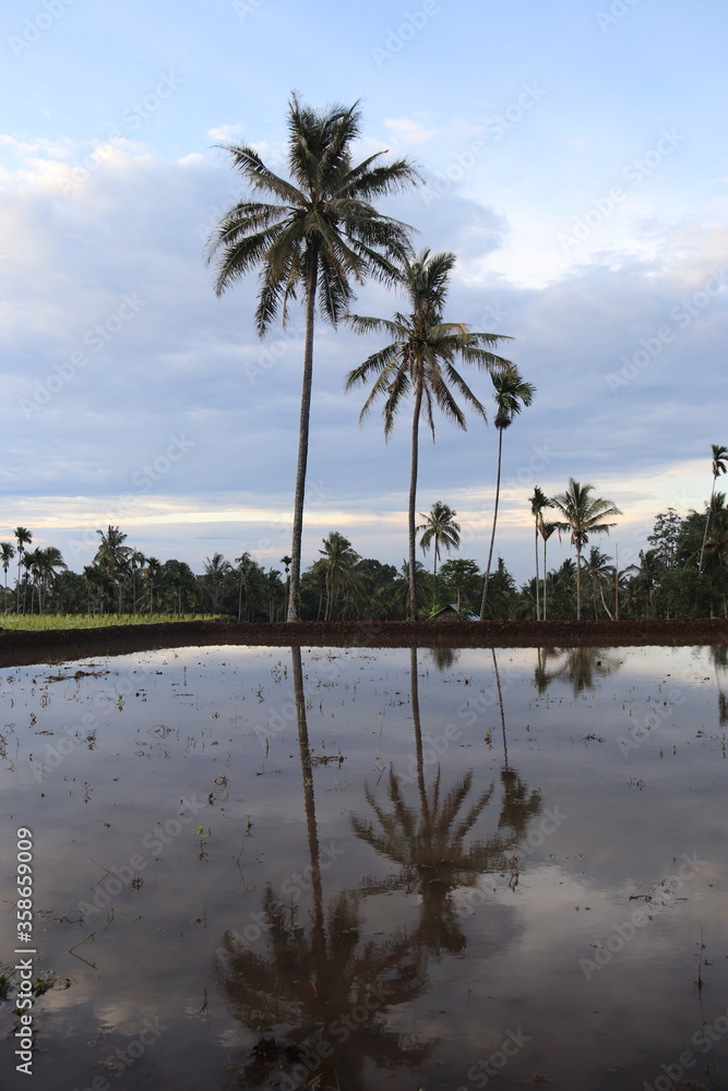 Rizière et palmiers à Lombok, Indonésie