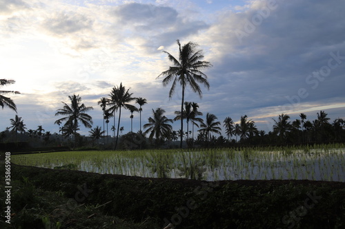 Rizière à Lombok, Indonésie