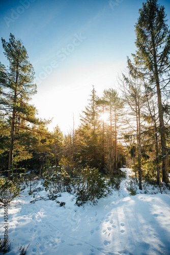 Pinewood forest in sunrise, Oslo Norway